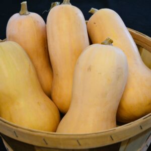 Butternut Squash - Small